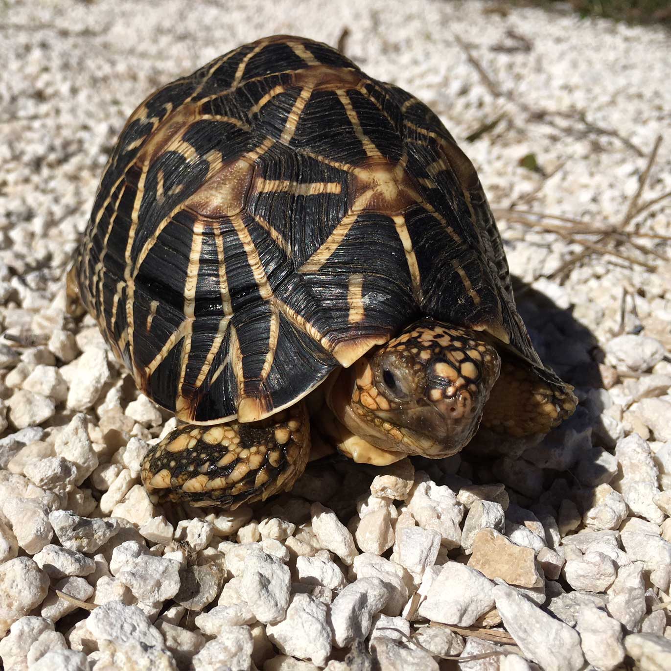 Indian Star Tortoise Pair - Image 6