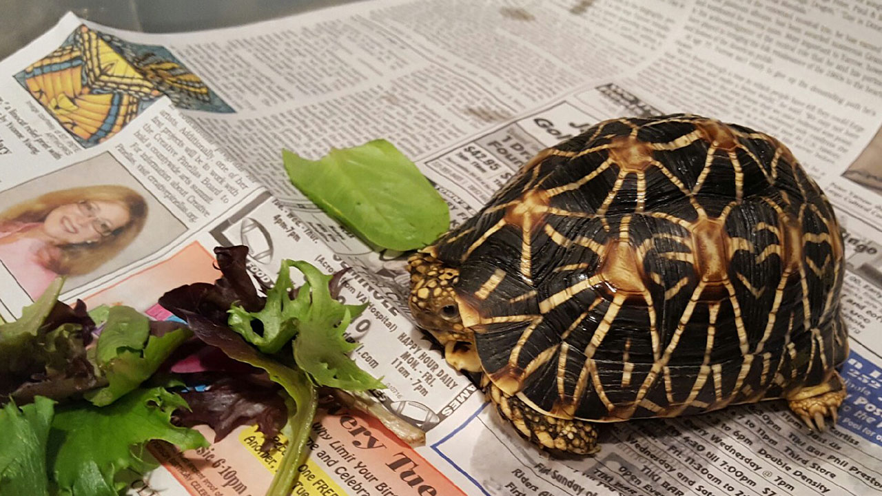 Indian Star Tortoise Pair - Image 3