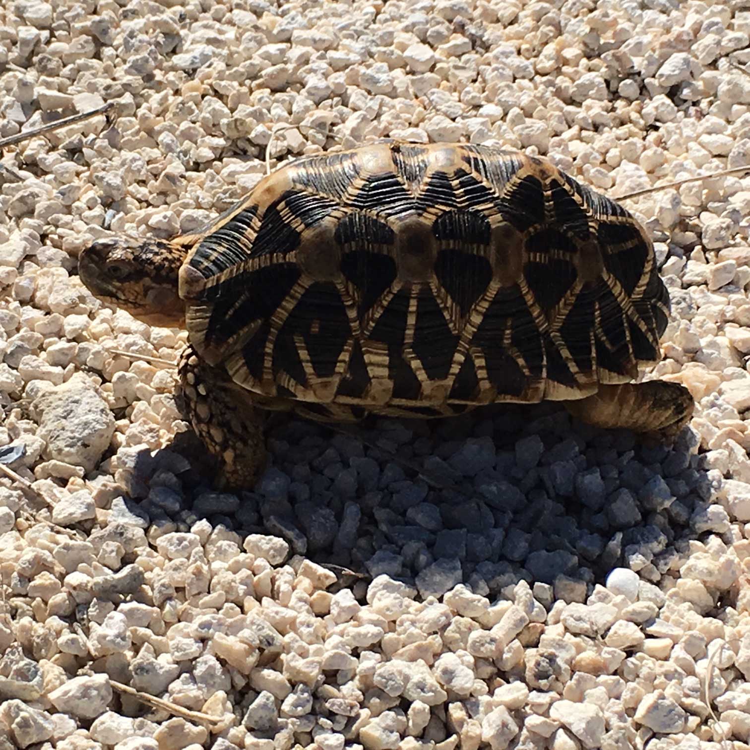 Indian Star Tortoise Pair - Image 7