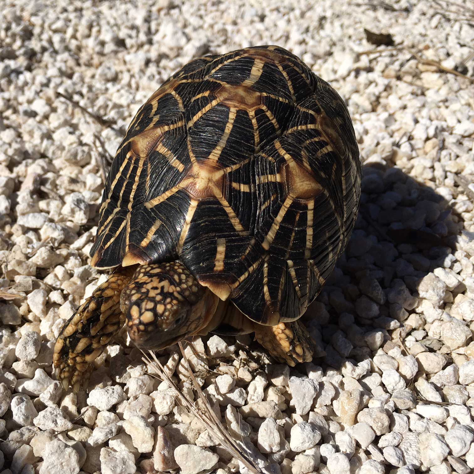 Indian Star Tortoise Pair - Image 4