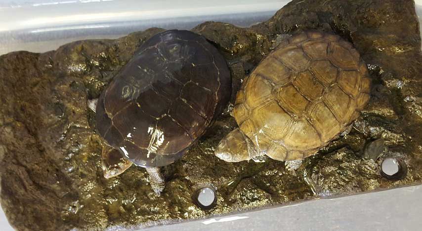 African Helmeted Turtle Pair