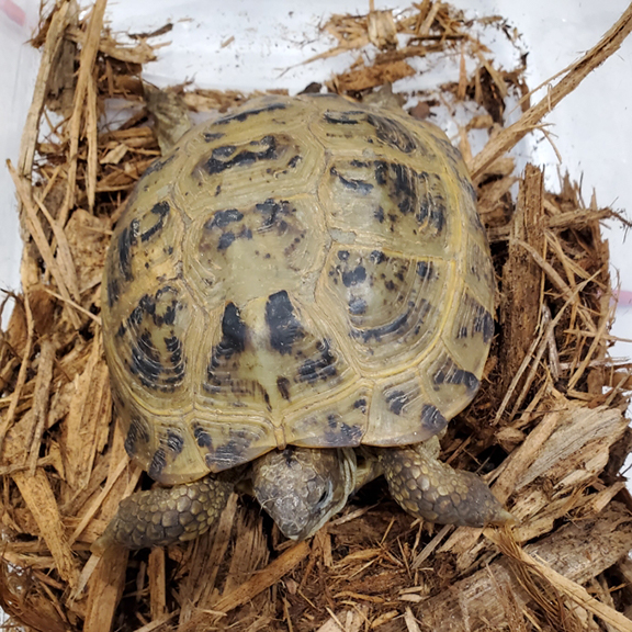 Russian Tortoise Juveniles and Adults