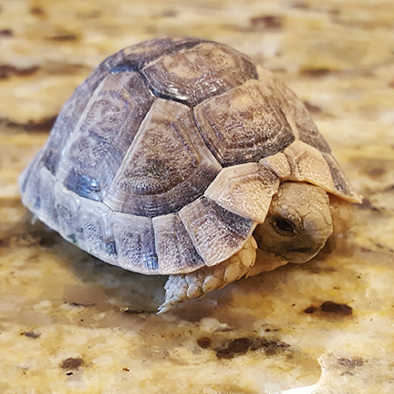 Egyptian Tortoise hatchlings