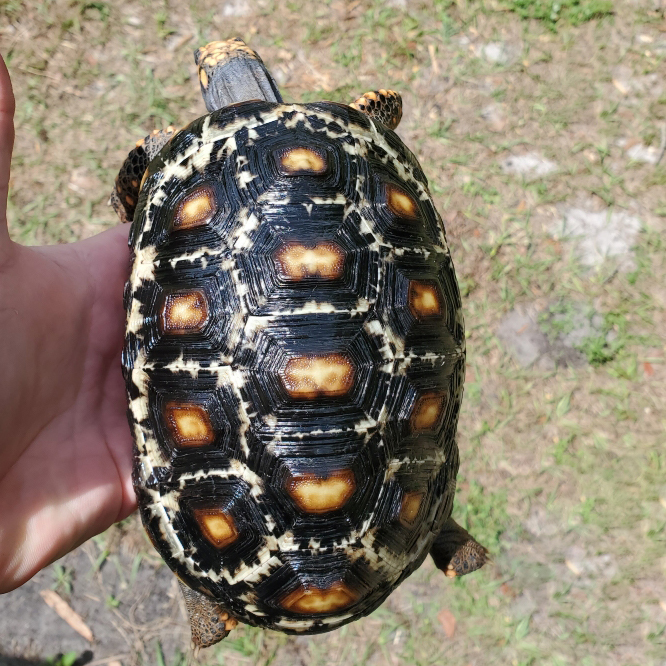 Adult Cherryhead Tortoise