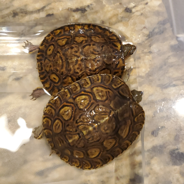 Central American Painted Wood turtle hatchlings