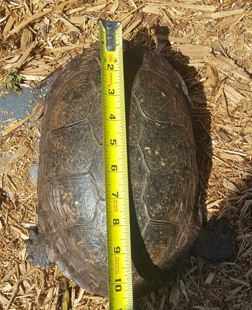 Black Wood Turtle Adult Pair - Image 3