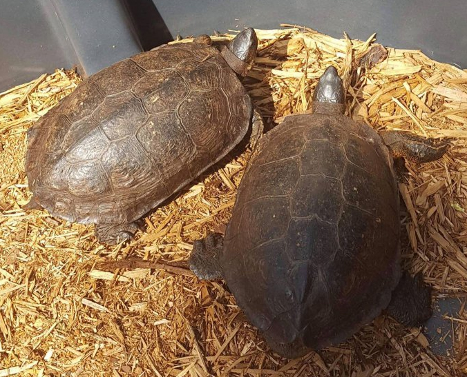 Black Wood Turtle Adult Pair - Image 2