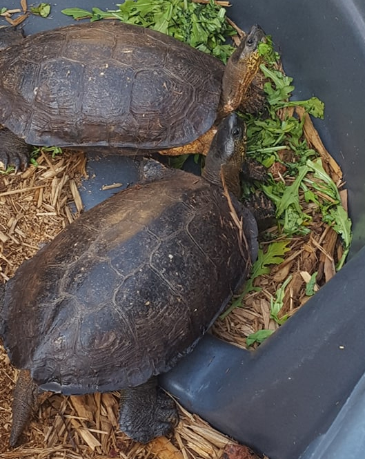 Black Wood Turtle Adult Pair