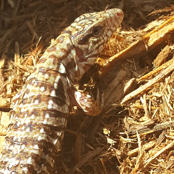 Argentine Red Tegu Hatchlings - Redfoot Ranch