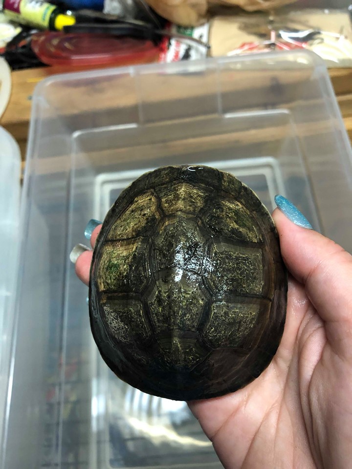 Asian Box turtle Yearling