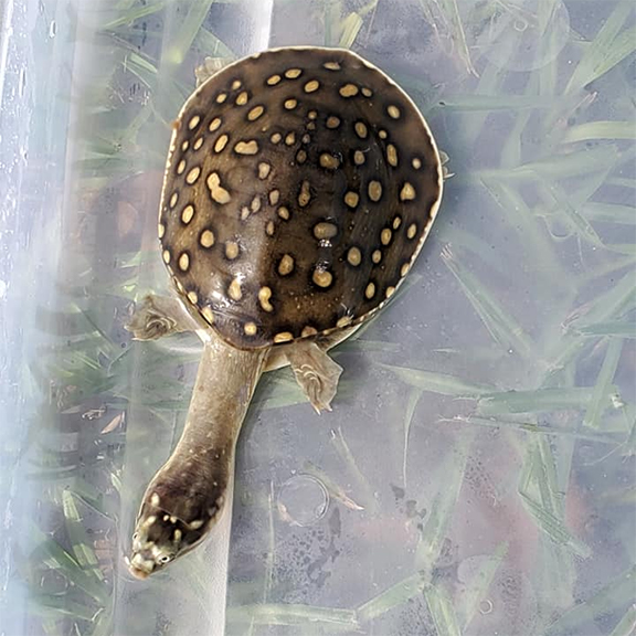 Indian Spotted Flap Shell Turtle
