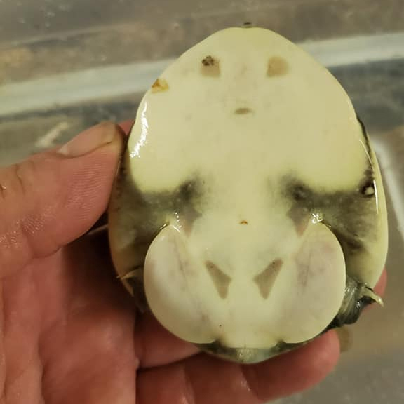 Indian Spotted Flap Shell Turtle - Image 4