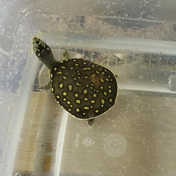 Indian Spotted Flap Shell Turtle - Image 3