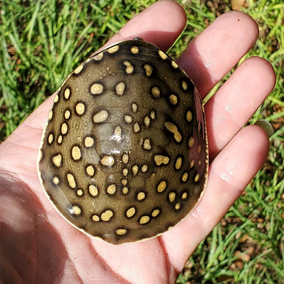 Indian Spotted Flap Shell Turtle - Image 2