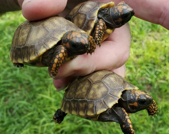 List of Currently Available Tortoises